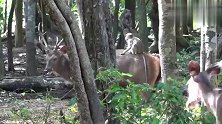 骑在鹿背上找食物，很轻松吧