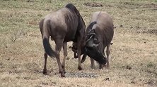 角马打架分不开，其中一只直接被鬣狗分食，真的是太残酷了