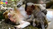 猴妈睡着了，小猴仔吃奶吃的睡着了