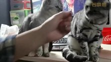 手把手教你如何挑拨两只猫之间的关系！