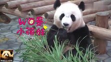 呆萌的熊猫天线宝宝挠完痒痒，继续当个美美的吃货，好漂亮