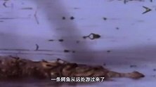 动物：老虎误闯鳄鱼领地，看看鳄鱼会有什么反应