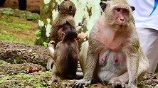 母猴真是可恶，突然就拽住小猴，狠狠地咬住小猴，小猴大声叫喊！