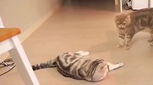 橘猫对灰猫拳打脚踢，没想到救场的来了，橘猫吓得屁滚尿流