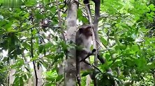 猴王有心事儿，它爬上高树静一静