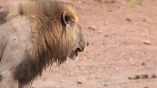 老狮王的特权：等着狮群捕猎，想吃现成的
