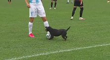 未来巨星！小狗闯入足球场从球员脚下抢走球，在场上奔跑追逐
