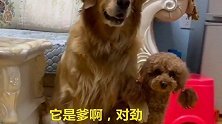 金毛爱上了泰迪，大热天的搂着泰迪不放，主人都看不下去了