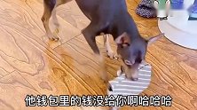 小鹿犬对糟蹋口红的事后悔了，就因小白最后没给它钱，超搞笑