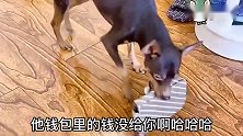 小鹿犬对糟蹋口红的事后悔了，就因小白最后没给它钱，超搞笑