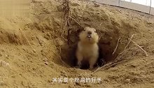 一只土拨鼠坐在地上啃手指，发现有人偷拍自己，反应令人笑喷