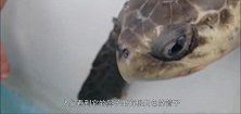 海龟被垃圾缠身，已经奄奄一息，最终被好心解救，镜头拍下全过程