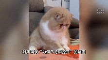 川西土拨鼠把一只宠物加菲猫“拐”进洞？村委会：已找到并归还