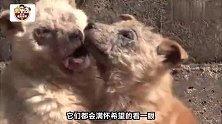 狗狗遗弃在排水沟，天天盼着回家，最后被好心人救了！