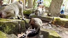 胖猴哥（甜豆）只知道吃跟睡，今天怎么就欺负小猴了呢？
