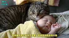 宝宝蹬了猫咪一脚，猫咪误认为是狗狗干的，下一秒狗狗无辜躺枪