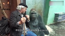 动物园无毛猩猩火了，游客直呼不忍直视，科学家怀疑在进化成人