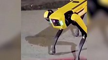 技能满分?机器狗深夜在加拿大街头游荡 还会和路人打招呼