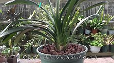 养君子兰，熟谙这个方法，安全过冬，叶片油绿，纷纷开花