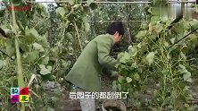 焯豆角储备，煎鱼干解馋，东北农民忙三季，过了秋天就冬闲
