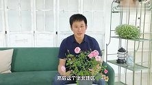 6月花事丨黑斑病？红蜘蛛？收好这份指南，免受病虫害困扰…