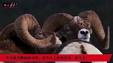 盘羊堪称最悲催的动物，会因为头上的羊角丧命，好可怜！