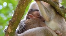 猴妈真是无奈，小猴仔在树枝上喝奶睡着了