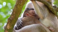 猴妈真是无奈，小猴仔在树枝上喝奶睡着了