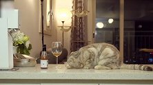 小馋猫喝酒喝嗨了，躺在桌子上打起了滚儿，好萌