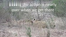 配合默契的狮群：捕获速度快的大羚羊，易如反掌