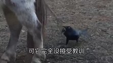 最狂妄的乌鸦，你见过吗？
