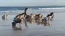 摩洛哥：有爱一幕！女子带20只坐轮椅的残疾狗在海滩玩耍