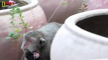 看猴妈妈带娃子，太搞笑！