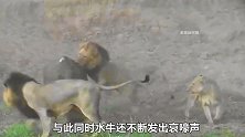 面对4头狮子的疯狂攻击，水牛上演奇迹逃生，让狮群白忙活一场