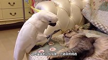 主人给小奶猫买了豚鼠，过了一会儿后，主人：你能把鼠还我吗？