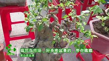 逛花鸟市场，满大街的“活宝贝”盆景艺术，造型意境美，带你瞧瞧