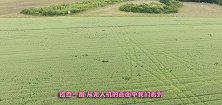 农场主发现麦田无故被毁，用无人机一看一阵后怕，还好自己没去