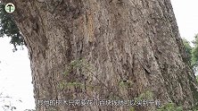农民花20万买下一棵千年古树，将大树锯开后，顿时高兴坏了！