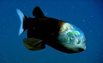 美国加州海岸发现罕见管眼鱼 头部透明似外星生物