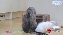 小猫想喝水，另一只猫霸气侧漏的阻止了它