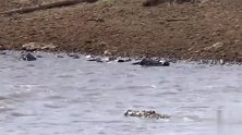 不知道有多少渡河的动物葬送在鳄鱼口中