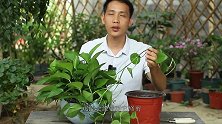 手把手教你，15天就能让扦插的绿萝，爆长一大盆出来