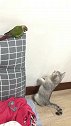 猫：我可啥都没干，我在这儿看墙呢！
