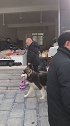 贵阳阿拉斯加！刘富贵同学毕业视频！商店购物坐定等待习惯！乖狗狗都是别人家的宠物 阿拉斯加 涛哥训犬