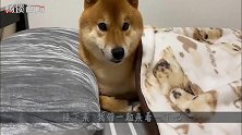 闲得发慌的柴犬决定找点事做，柴：起来，让我教教你怎么做狗！