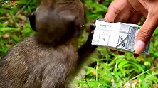 猴妈经常拒绝小猴喝奶请求，幸好有游客的眷顾，小猴有口福了！