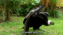 世界上最大的鸟类，双翅展开达五米宽，险些被人类捕杀灭绝