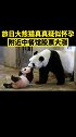 旅日大熊猫真真疑似怀孕 附近中餐馆股票大涨 日本 大熊猫