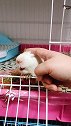 养了就要负责任~所以你还想养吗？仓鼠