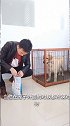 狗狗笼子里吠叫纠正(2)